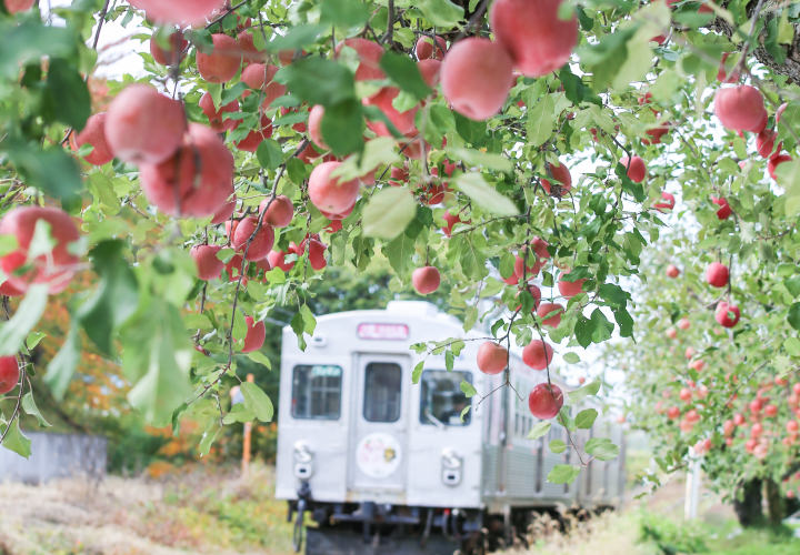 線路の横のりんご畑