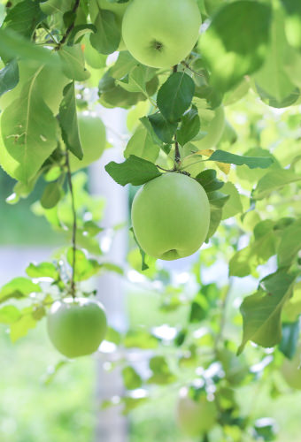 弘南鉄道青りんご