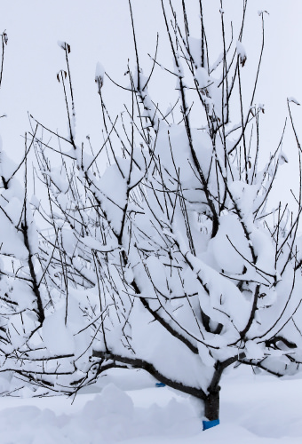 冬のりんごの木