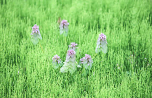 田んぼの畦道01