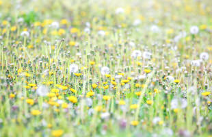 田んぼの畦道02