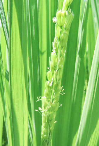 稲の花